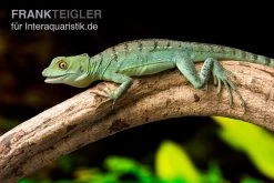 Stirnlappenbasilisk, Basiliscus Plumifrons 5 Stirnlappenbasilisk, Basiliscus Plumifrons -Fischtankshop Stirnlappenbasilisk Basiliscus plumifrons 3