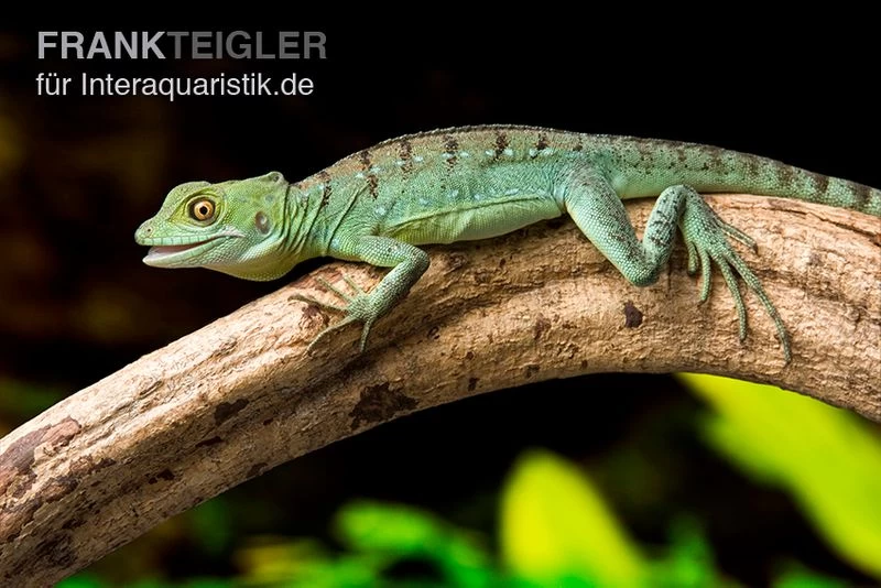 Stirnlappenbasilisk, Basiliscus Plumifrons 3 Stirnlappenbasilisk, Basiliscus Plumifrons – Bild 3