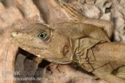 Streifenbasilisk, Basiliscus Vittatus -Fischtankshop Streifenbasilisk Basiliscus vittatus 1