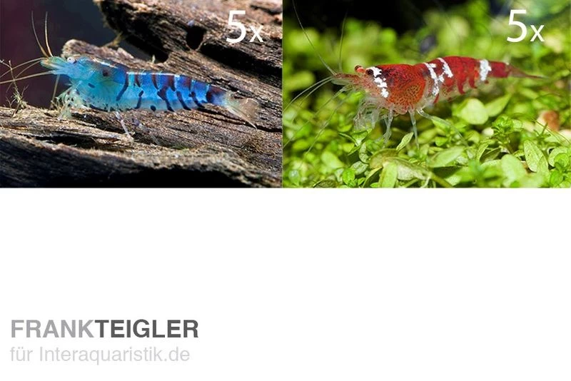 TiBee Starterpack: 5 X Blaue Tigergarnele + 5 X Crystal Red Garnele 1 TiBee Starterpack: 5 X Blaue Tigergarnele + 5 X Crystal Red Garnele
