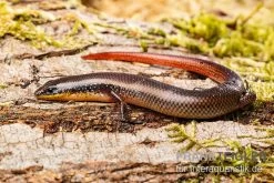 Tüpfellippenskink, Trachylepis Maculilabris