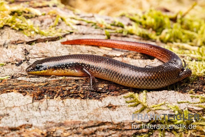 Tüpfellippenskink, Trachylepis Maculilabris 1 Tüpfellippenskink, Trachylepis Maculilabris