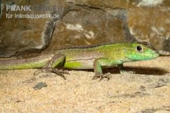 Tüpfelrennechse, Cnemidophorus Lemniscatus -Fischtankshop Tuepfelrennechse Cnemidophorus lemniscatus 2