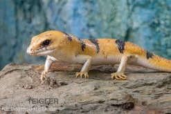 Tunesischer Nachtskink, Scincopus Fasciatus