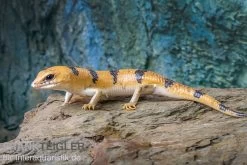 Tunesischer Nachtskink, Scincopus Fasciatus -Fischtankshop Tunesischer Nachtskink Scincopus fasciatus 4