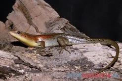 Vielstreifenmabuye, Mabuya Multifasciata