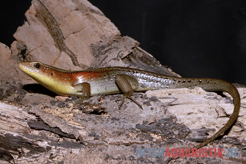 Vielstreifenmabuye, Mabuya Multifasciata 1 Vielstreifenmabuye, Mabuya Multifasciata