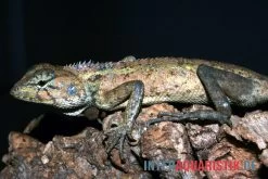 Waldgarteneidechse, Calotes Emma -Fischtankshop Waldgarteneidechse Calotes emma2