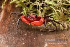 Wasserfall-Krabbe, Phricothelphusa Limula -Fischtankshop Wasserfall Krabbe Phricothelphusa limula 3