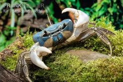 Weihnachtsinsel-Krabbe, Discoplax Celeste