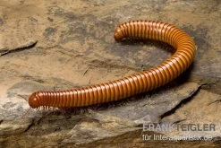 Wüsten-Tausendfüßer, Orthoporus Ornatus