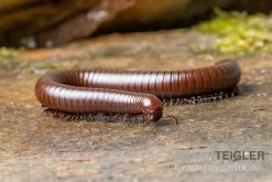 Wüsten-Tausendfüßer, Orthoporus Ornatus -Fischtankshop Wuesten Tausendfuesser Orthoporus ornatus 3
