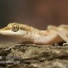 Zwergwüstengecko, Tropiocolotes Steudneri