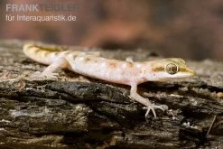 Zwergwüstengecko, Tropiocolotes Steudneri 5 Zwergwüstengecko, Tropiocolotes Steudneri -Fischtankshop Zwergwuestengecko Tropiocolotes steudneri 3