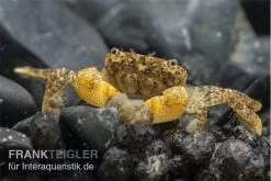 Pompomkrabbe, Ptychognathus Barbatus (Hongkong-Krabbe)